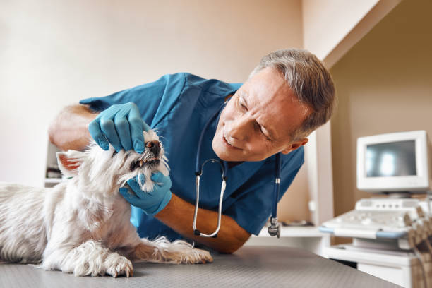 Best Emergency Dental Care for Abscessed Tooth in Embreeville, TN